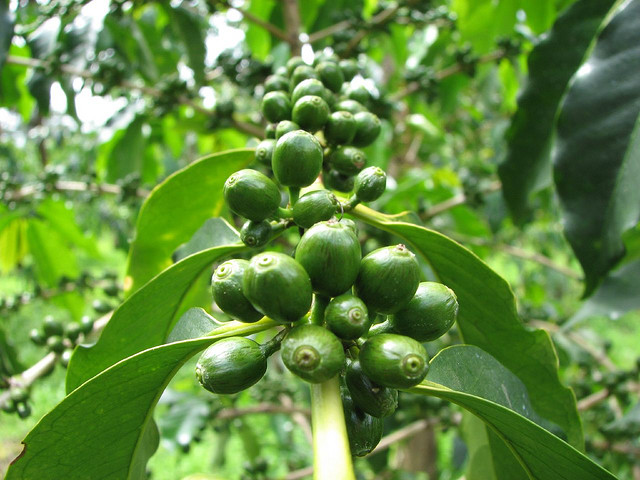 Tanzania green coffee