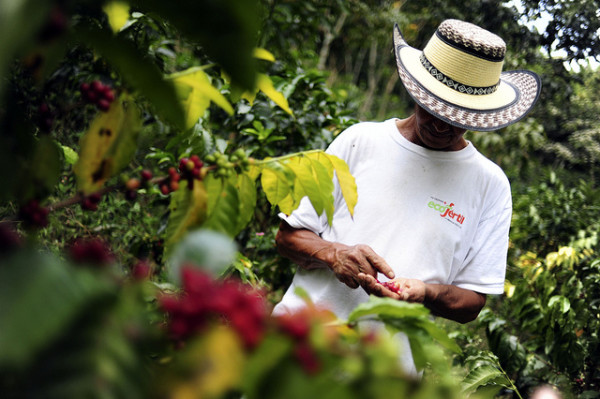 Colombian coffee farmer picking cherries