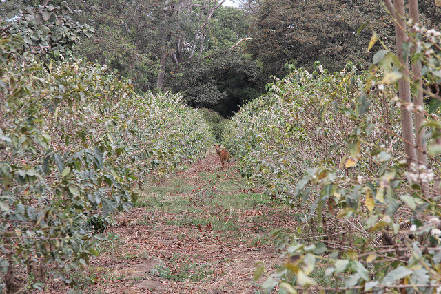 a Tanzania coffee plantation farm