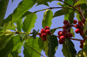 hawaii coffee companies accused of labor violations