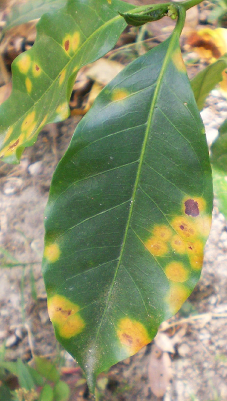 coffee leaf rust hurting the industry