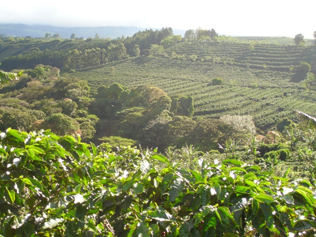 Starbucks buys Costa Rican coffee farm