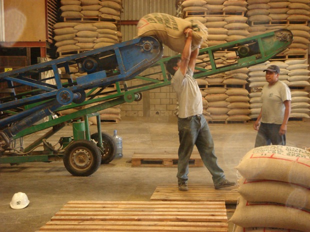 UTZ Certification reports strong growth in 2012