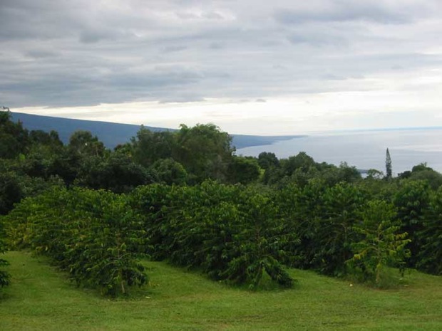Hawaii coffee farms for sale