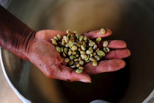 the economic impacts of coffee microlots on farmers