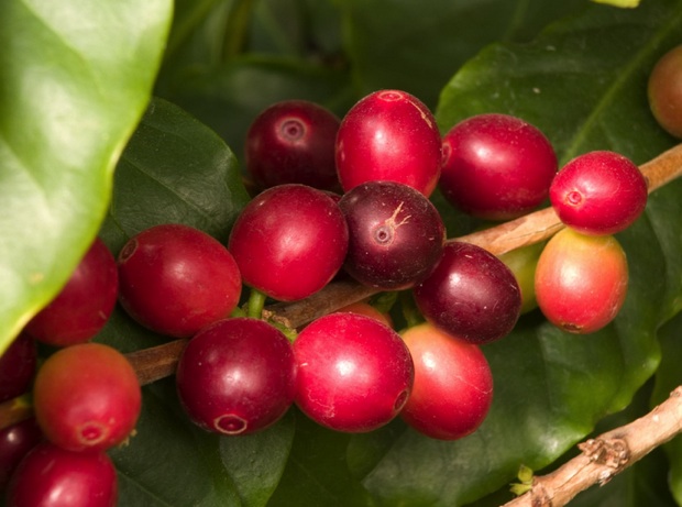 biodiversity in Costa Rican coffee farm
