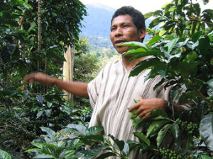 roya to decrease coffee production in Peru