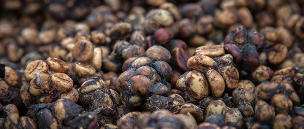 Citing Disturbing Cruelty, Animal Rights Group Calls for 'Cage-Free' Kopi  Luwak Certification - Daily Coffee News by Roast MagazineDaily Coffee News  by Roast Magazine