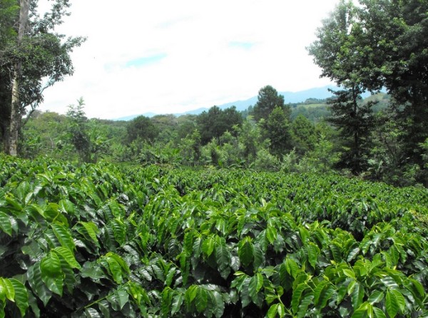 robusta coffee farm
