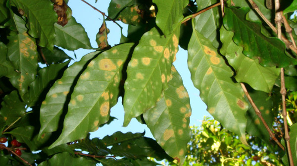 coffee leaf rust on a coffee farm roya
