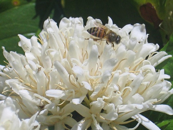 bee pollinating coffee plant