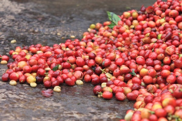 coffee cherries counter culture