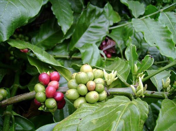 incentives for coffee farmers