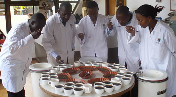 uganda fine robusta coffee