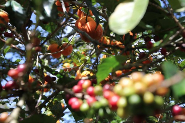 Coffee growing alongside oranges on Alexa's farm. 