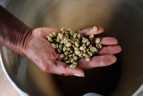 coffee farmers beans in hand