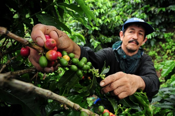 food scarcity among coffee farmers