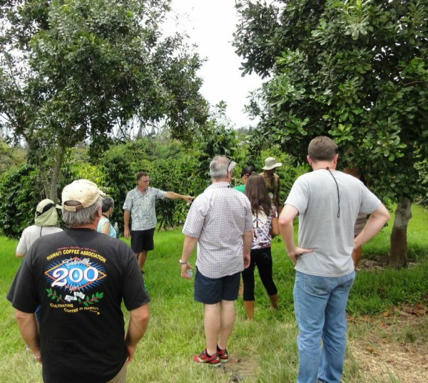 A quick stop at Kona Earth Coffee farm featured the shade of some  macadamia nut trees, a common companion to coffee trees on Kona farms. 