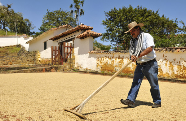 Farmer drying coffee