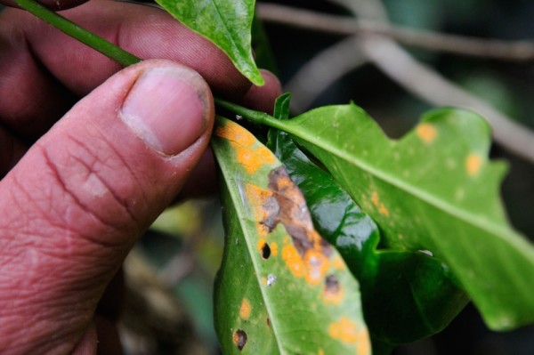 Coffee rust photo by CIAT