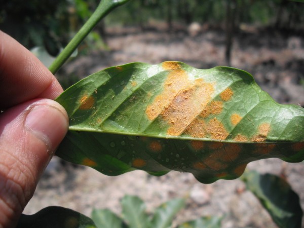 A coffee plant leaf affected with leaf rust. Wikimedia commons photo. 