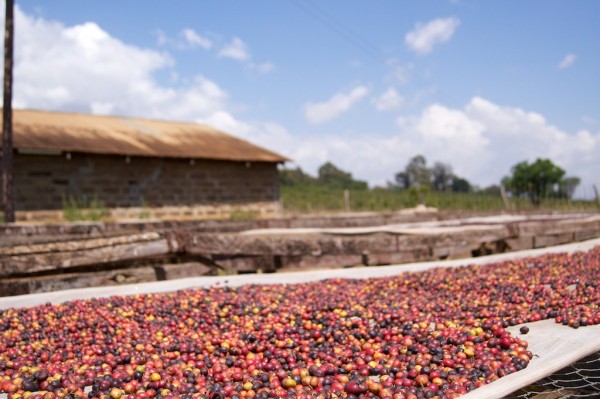 coffee drying in Kenya