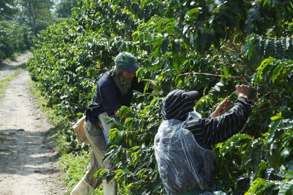 colombia coffee farm 