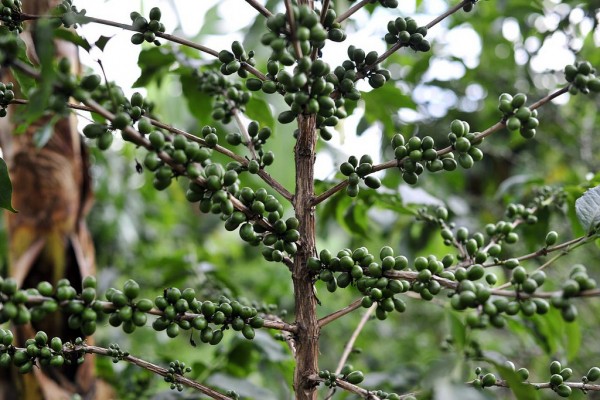 coffee plant climate change