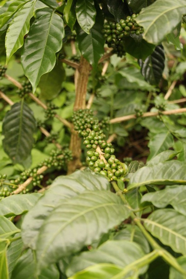 H1 coffee plant