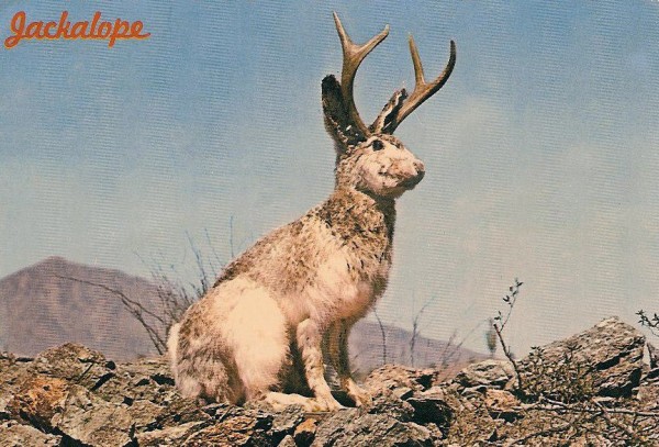 The Jackalope. A north American mythological creature that is a hybrid 