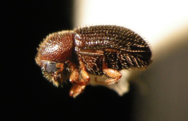 coffee borer beetle