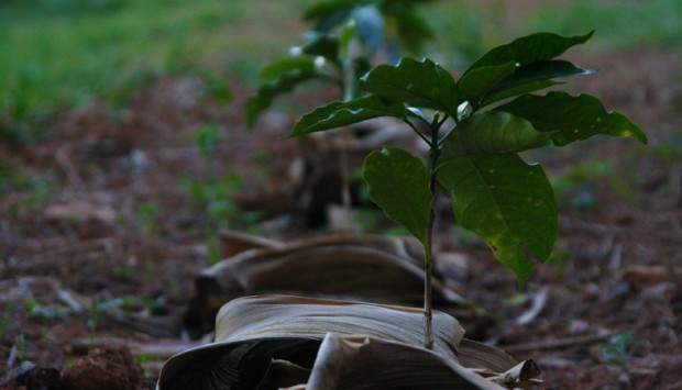 Seedlings. Photo courtesy of FAF Coffees. 
