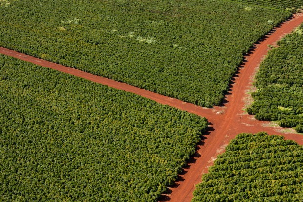 coffee plantation farm