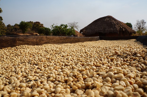 south sudan coffee