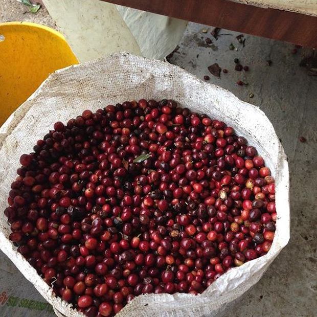 ripe coffee cherries