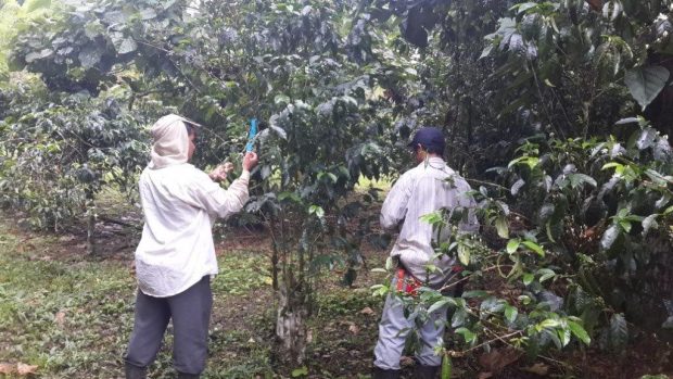 At CATIE, WCR breeders are collecting coffee flowers from one of the trees so that it's pollen can be harvested. The pollen will be painted onto the flower of another tree — the cherry that results from this plant sex will be a new hybrid variety. 