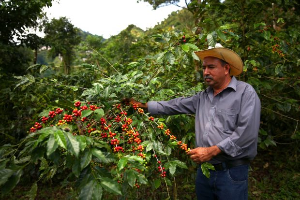 Coffee farmer Martiniano Moreno examines coffee cherries on one of his plants in the Jaltenango region of Chiapas, Mexico. Photographed on November 16, 2015. (Joshua Trujillo, Starbucks)