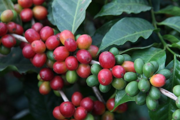 coffee plant farm