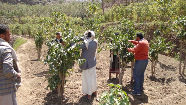 At the Roowad cooperative in Hayma, Yemen. Royal Coffee photo. 