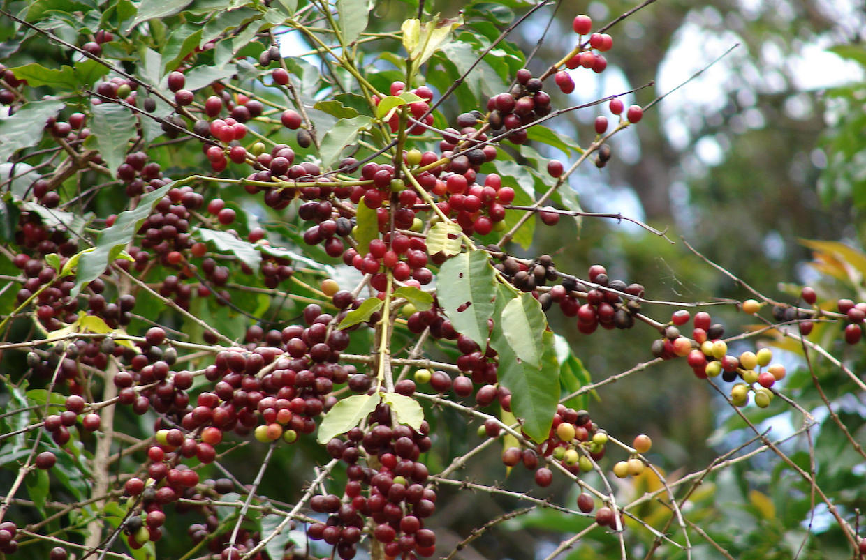 arabica coffee plants