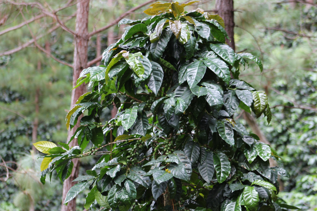 A Santa Rosa coffee tree