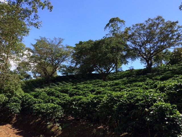 Hacienda Miramonte in Costa Rica. All images courtesy of Willows Coffee. 