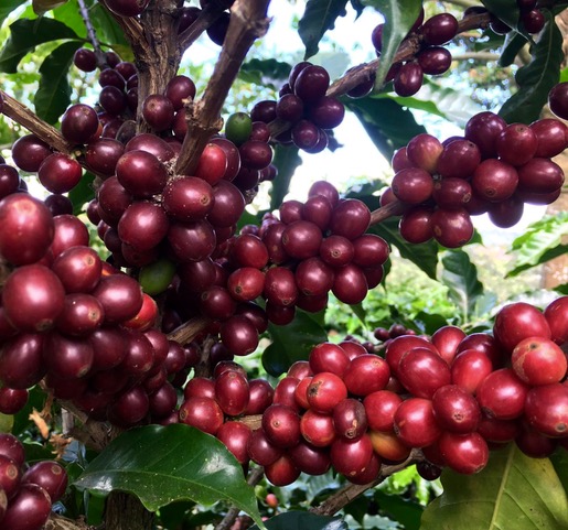 Ripe coffee at Hacienda Miramonte