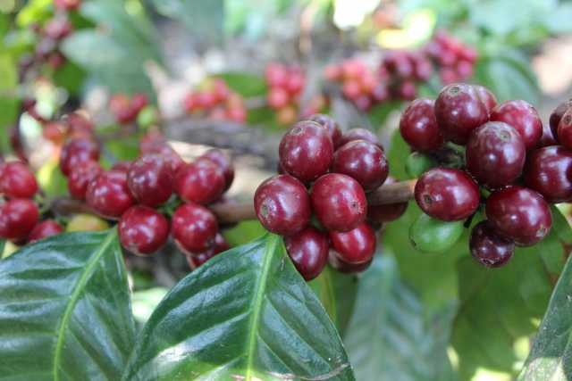 The Centroamerico F1 hybrid. World Coffee Research photo. 