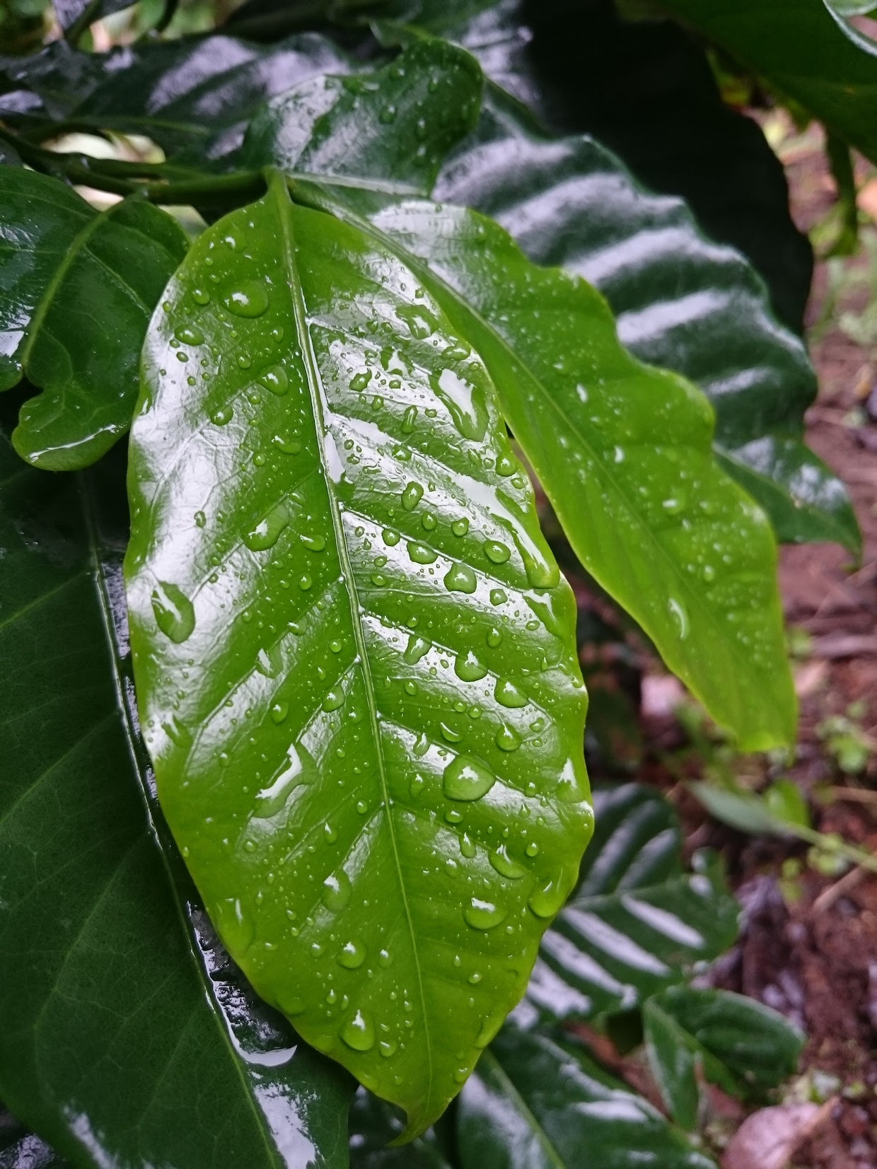 coffee tree leaf