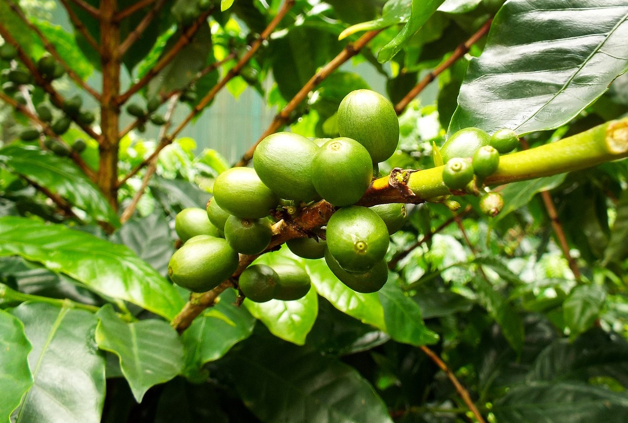 coffee variety arabica