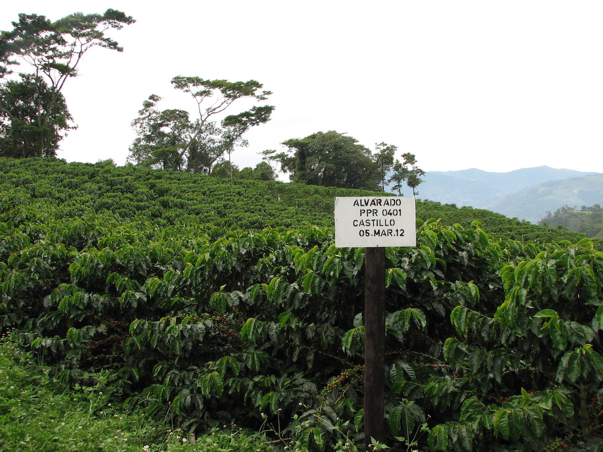coffee variety varietal cultivar castillo