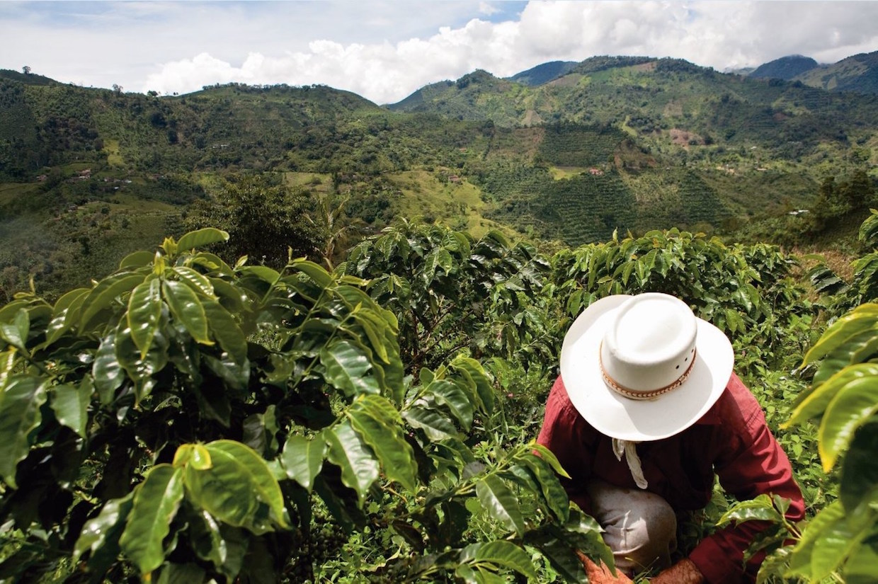 coffee colombia post-conflict