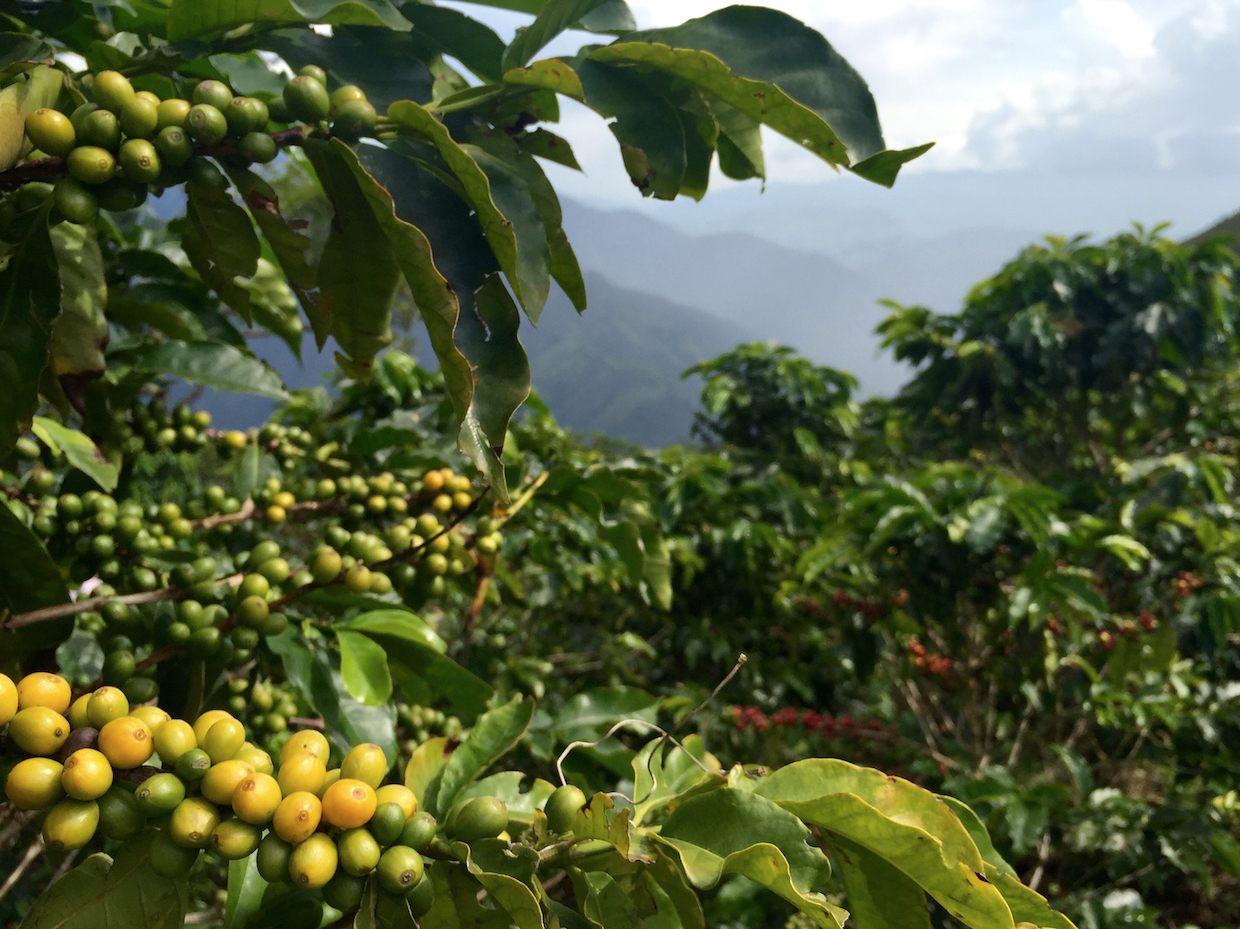 colombia coffee superbia