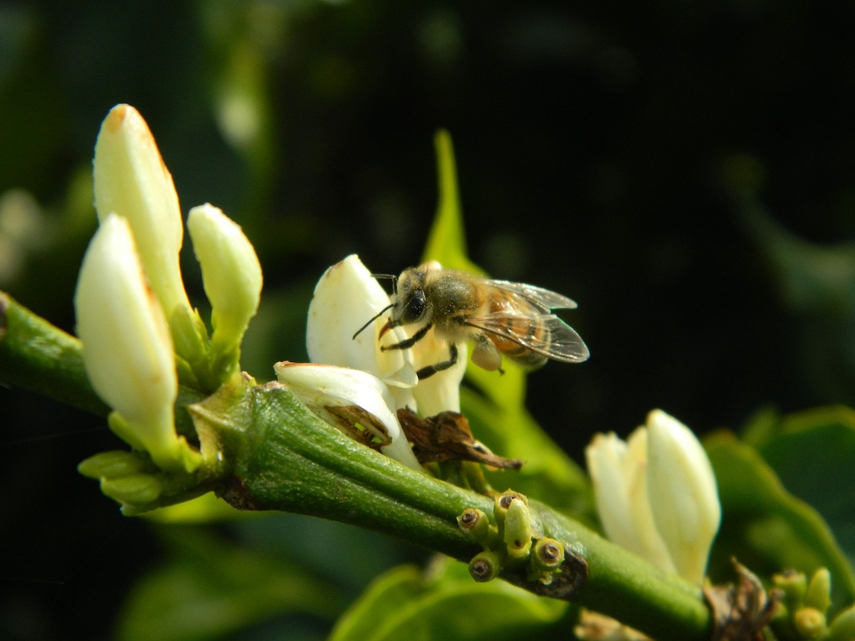 coffee bees climate change forests agriculture pollinators